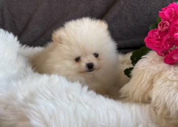 SZPIC MINIATUROWY POMERANIAN PIĘKNE DWA PIESKI