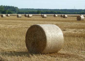 Słoma w belach 2023 ekologiczna z certyfikatem Agro bio test