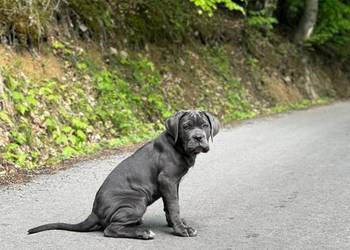 Furia - suczka Cane Corso ZKwP/FCI