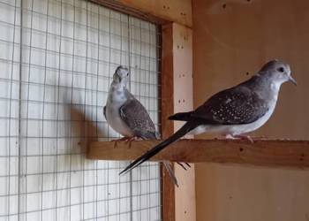 Gołąbki diamentowe szeki 2025 Gołąbki diamentowe szeki 2025