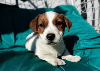 Wzorcowe Jack Russell gładkie piękny exterrier ojciec FCI