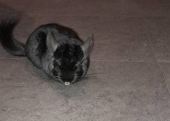 Szynszyl Szynszyla Samiec Dark Ebony Czarny