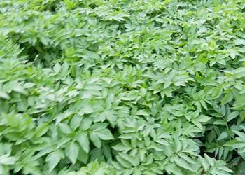 Nasiona arcydzięgiel litwor 2024