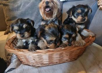 Pieski Szczeniaki Rasy York Shire Terrier Yorki