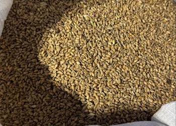 Pszenica fox tego roczna