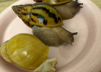 Ślimaki afrykańskie młode