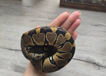 Pyton królewski, samica 2025