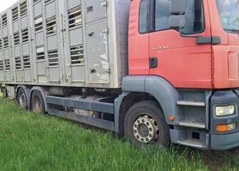 MAN TGA 26.360 6x2-2bl przystosowany do przewozu zwierząt