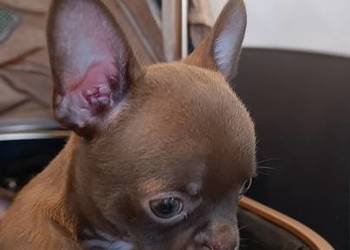 Chihuahua czekoladowy