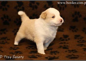 psy szczeniaki Border Collie ZKwP FCI