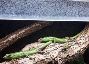 Lamprolepis smaragdina scynk szmaragdowy Lamprolepis smaragdina scynk szmaragdowy
