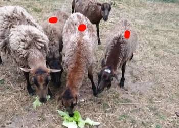 Owce kameruńskie półroczne