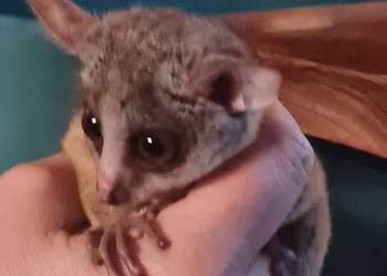 Galago senegalski