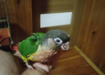 Rudosterki ręcznie karmione sprzedam