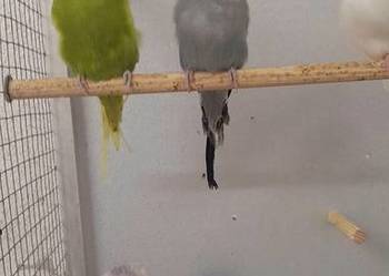 Papugi faliste Wpf
