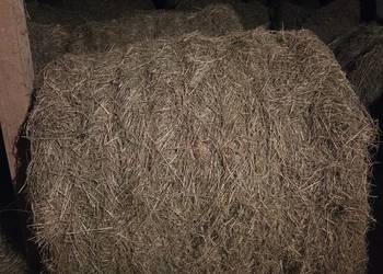 Sprzedam siano