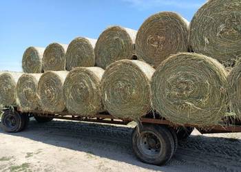 Siano suche i pogodne.