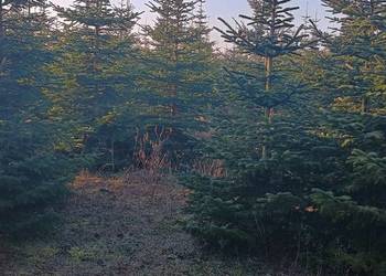 DUŻE Choinki na Święta BN 2025 -Poznań i okolice. DARMOWA DOSTAWA