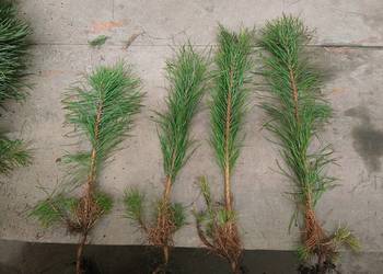 Sosna pospolita 30 cm 45 cm