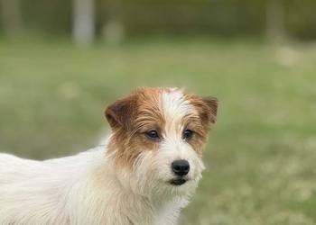Jack Russell Terrier Zkwp/FCI