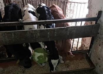 Cielaki jałówki byczki żeruny