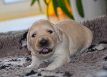 Szczenięta golden retriever ZKWP FCI