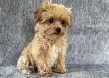 Wyjątkowe szczeniaki sunie Maltipoo F1 ojciec import z Chin