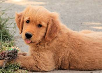 Chłopczyk linii Amerykański Golden Retriever