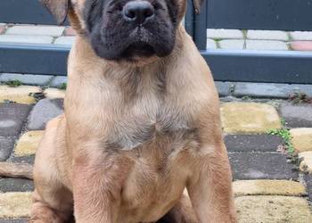 Cane corso szczeniaki