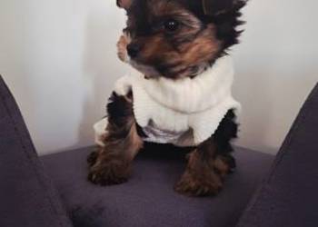 Śliczny piesek yorkshire terrier