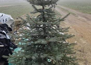 Choinka świąteczna świerk srebrny w doniczce