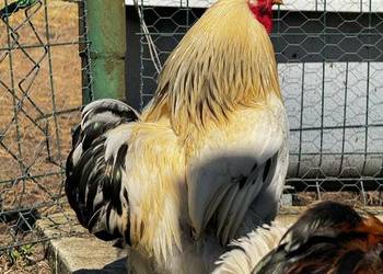 Kochin Miniaturowy przepiękne kogutki 2025 pary Lokowane i gładkie