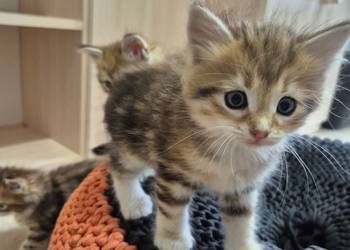 Kocurek Syberyjski NIKOŚ rodowód FIFE FPL 3 600 zł do negocjacji