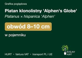 Platan klonolistny 'Alphen's Globe' obwód 8-10 cm, w pojemniku – HURT