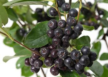 Aronia !Duże Sadzonki 3 Letnie! 100cm !Geste,zdrowe Sadzonki