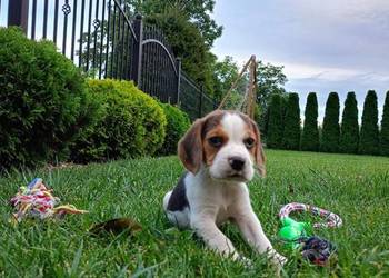 Śliczne Beagle gotowe do odbioru 3 szczepienia metryka czip wyprawka