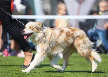 Border Collie FCI zapowiedz 2026