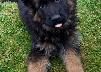 owczarek niemiecki długowłosy