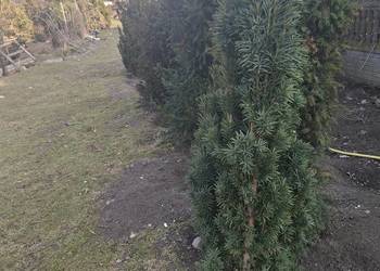 Cis Kolumnowy Fastigiata Robusta