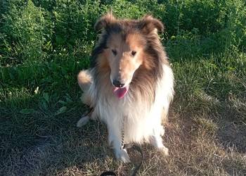 Pies Owczarek Szkocki Collie