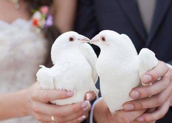 Białe gołębie pocztowe Białe gołębie pocztowe