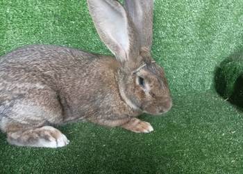 Królik belgijski olbrzym Królik belgijski olbrzym