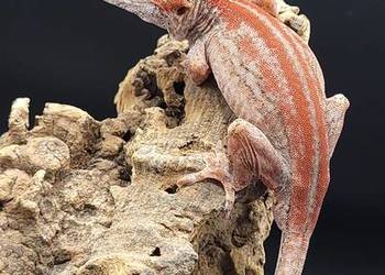 Gekon R. auriculatus