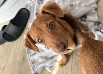 Szczeniaczek do oddania