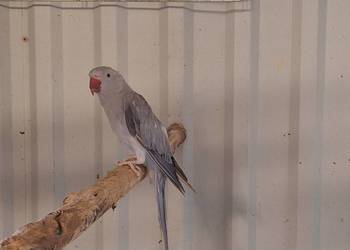 Aleksandretta obrożna  fiolet cynamon szczep na G.O Aleksandretta obrożna  fiolet cynamon szczep na G.O