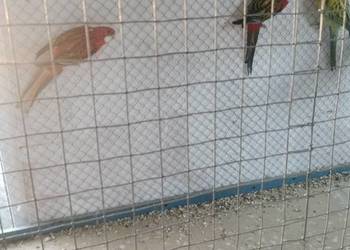 Sprzedam rozelle białolicą