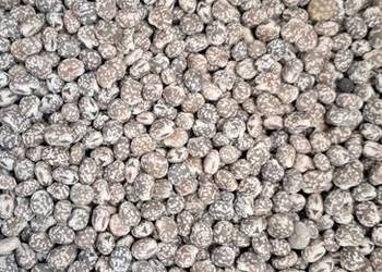 Łubin wąskolistny niebieski