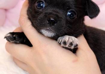 Suczka czarna krótkowłosa chihuahua badania DNA