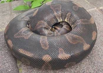 Super Chocolate het clown 66 % Samica Regius Python