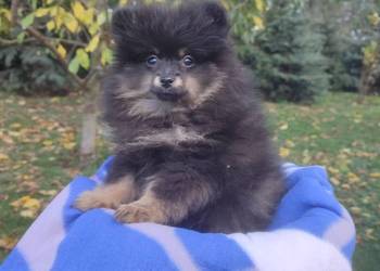 Wzorcowy Mały Szpic Niemiecki piękny exterrier rodzice FCI